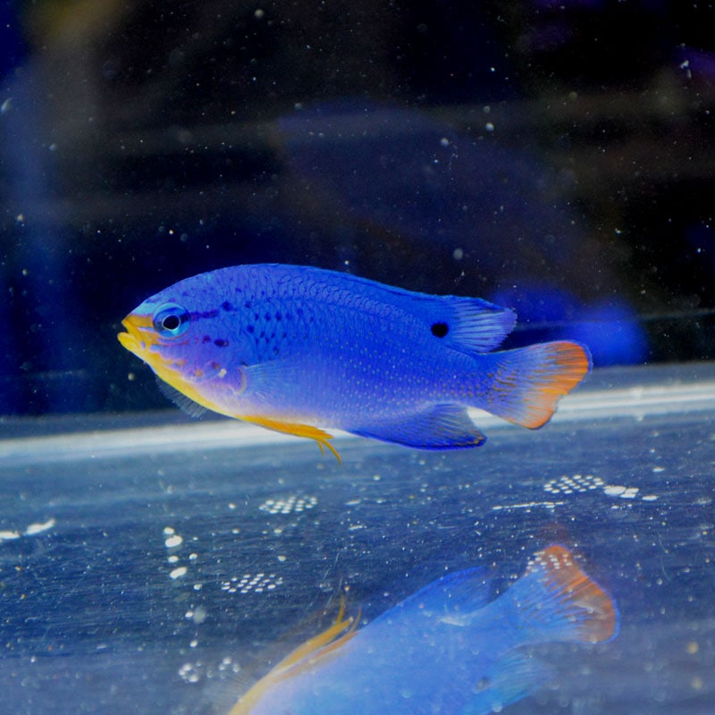 オレンジ・テール・デビル【インドネシア産】 | 海水魚図鑑（過去入荷