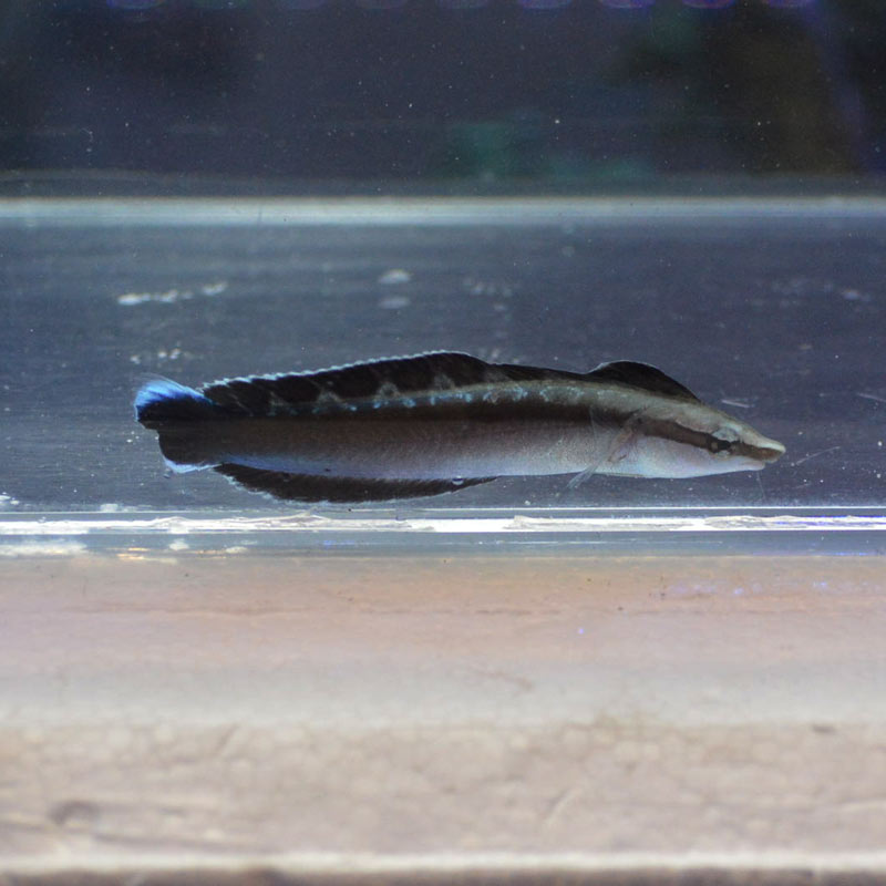 ニセクロスジギンポ【沖縄産ハンドコート】 | 海水魚図鑑(過去入荷 ニセクロスジギンポ【沖縄産ハンドコート】 | 海水魚図鑑(過去入荷