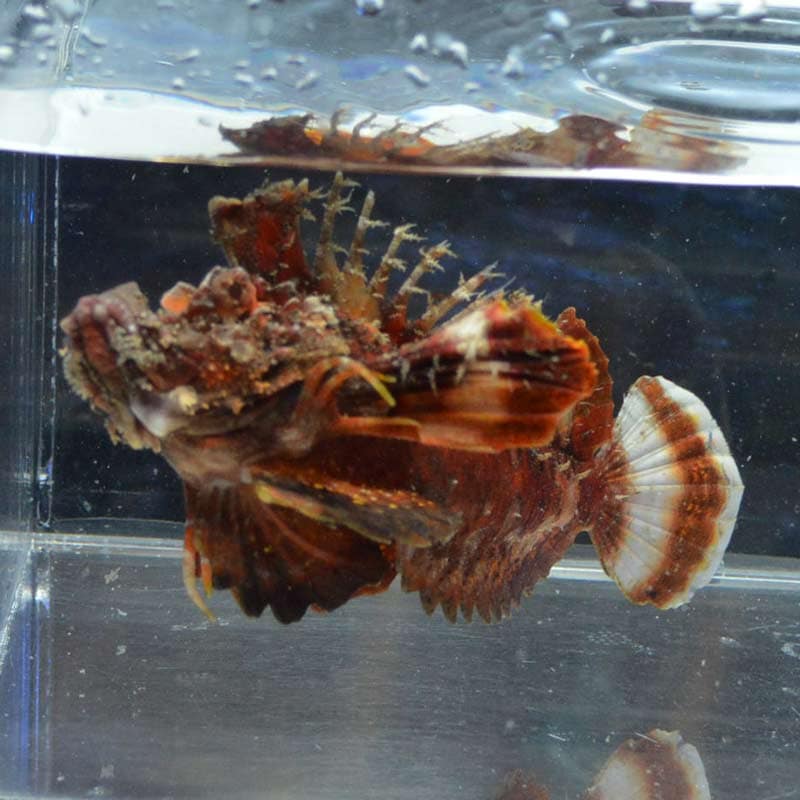 ヒメオニオコゼ【セブ産】 | 海水魚図鑑（過去入荷）,海水魚,カサゴ