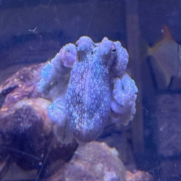 カージナルソルジャーフィッシュ【カリブ産】 | 海水魚図鑑（過去入荷