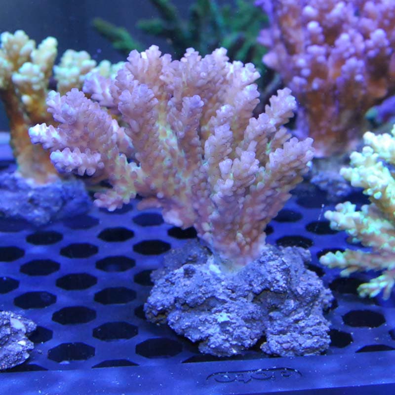 ミドリイシ【Chura frag 沖縄産ブリード】04 | 海水魚図鑑（過去入荷