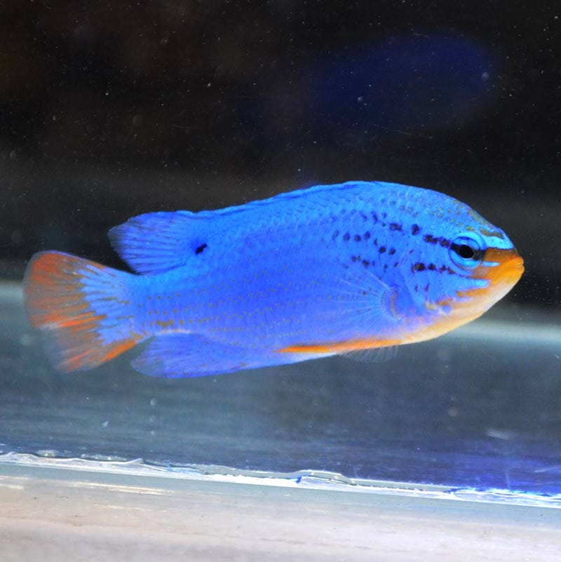 オレンジ・テール・ブルーデビル【インドネシア産】 | 海水魚図鑑