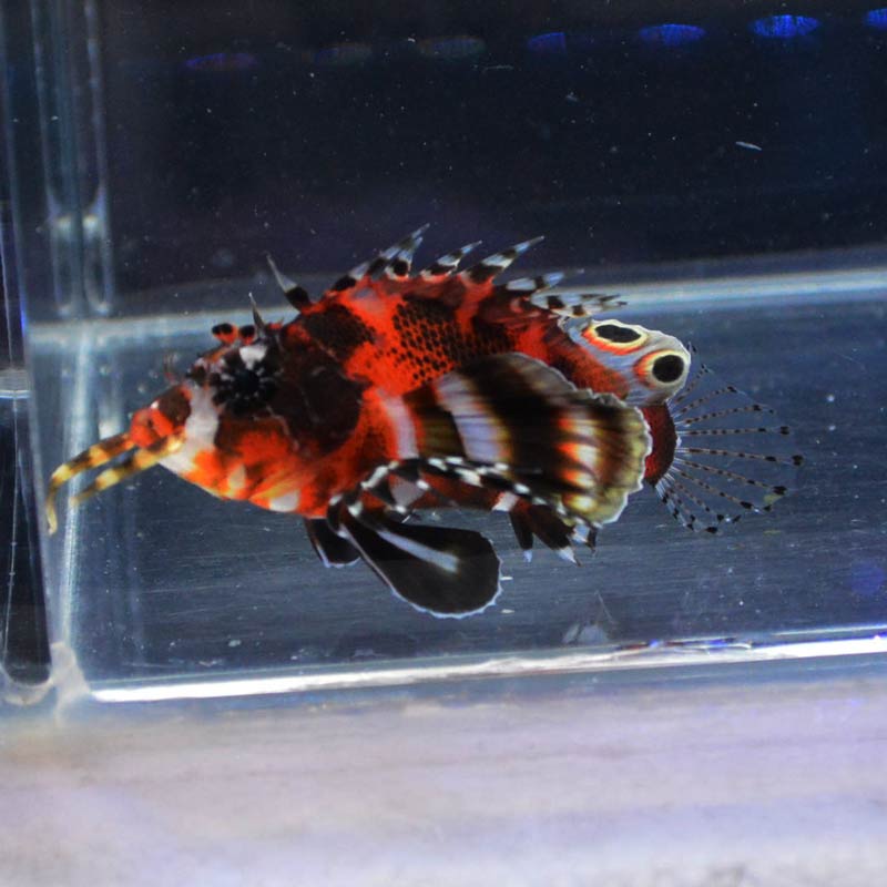 ヒレボシミノカサゴ【マニラ産】 | 海水魚図鑑（過去入荷）,海水魚