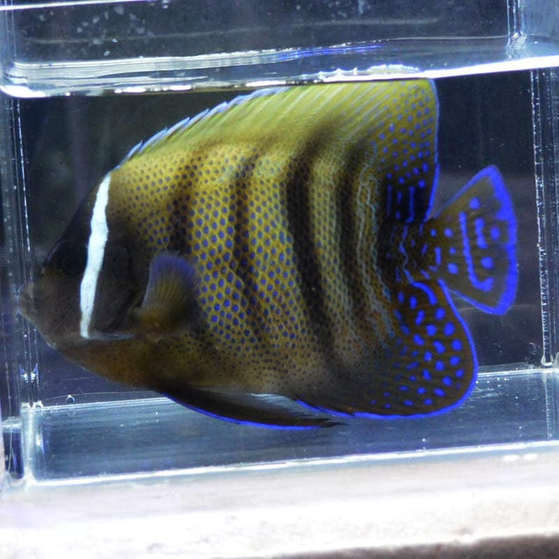 ヤッコ様　 ① 海水魚 - ヤッコ – FISH UP