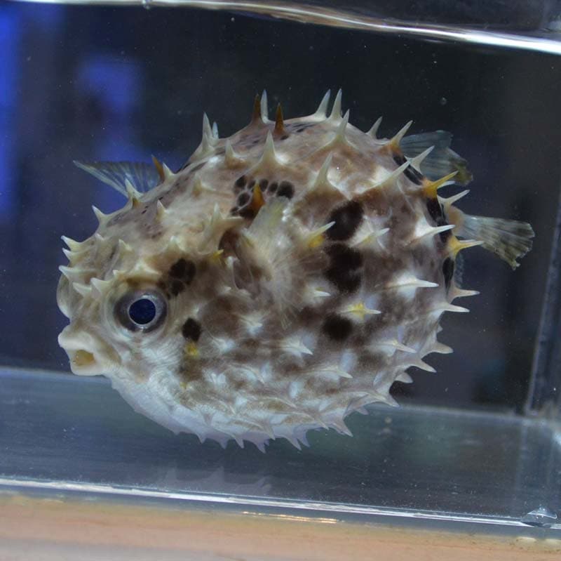 メイタイシガキフグ【セブ産】 | 海水魚図鑑（過去入荷）,海水魚