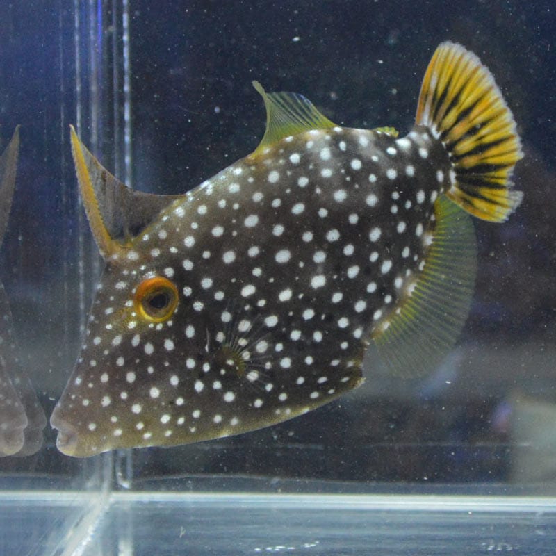 ハクセイハギ【沖縄産ハンドコート】 | 海水魚図鑑（過去入荷）,海水魚