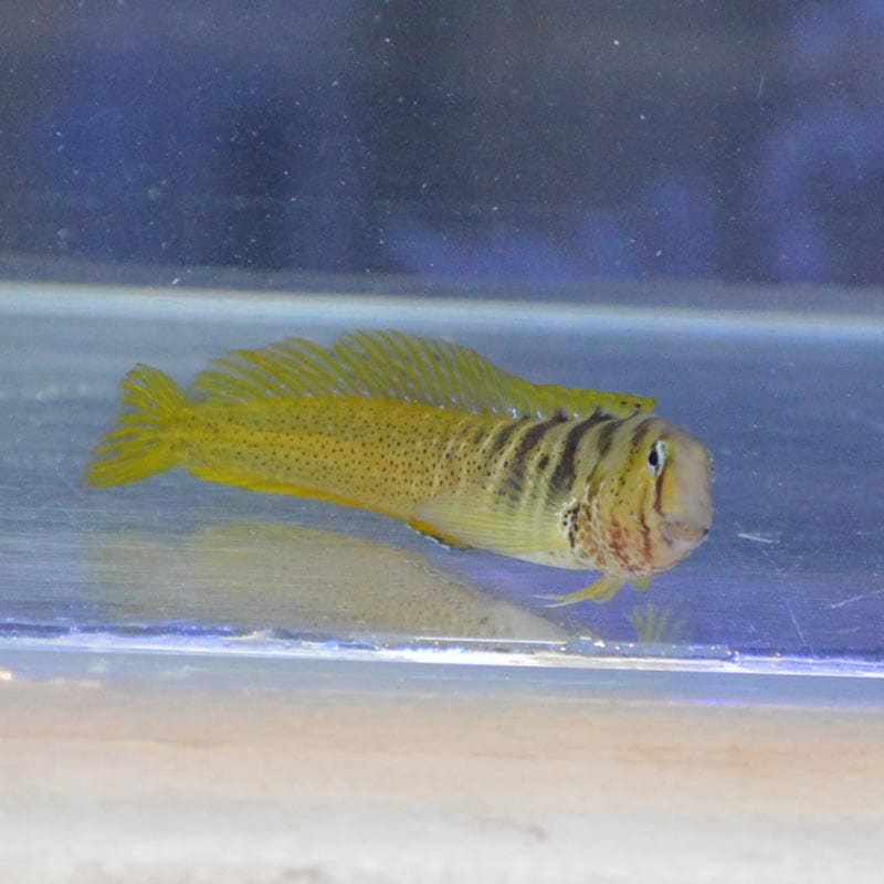 ナベカ 近海産 海水魚図鑑 過去入荷 海水魚 ギンポ カエルウオ やどかり屋 ナベカ 近海産 海水魚図鑑 過去入荷 海水魚 ギンポ カエルウオ やどかり屋