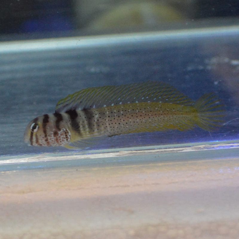 ナベカ 5cm 近海産ハンドコート 海水魚図鑑 過去入荷 海水魚 ギンポ カエルウオ やどかり屋 ナベカ 5cm 近海産ハンドコート 海水魚図鑑 過去入荷 海水魚 ギンポ カエルウオ やどかり屋