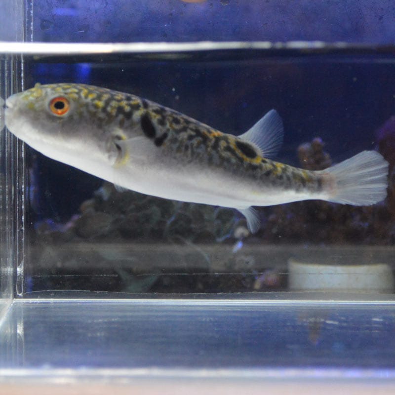 メガネフグsp 中国産 ショウサイフグ 海水魚図鑑 過去入荷 海水魚 フグ ハコフグ やどかり屋