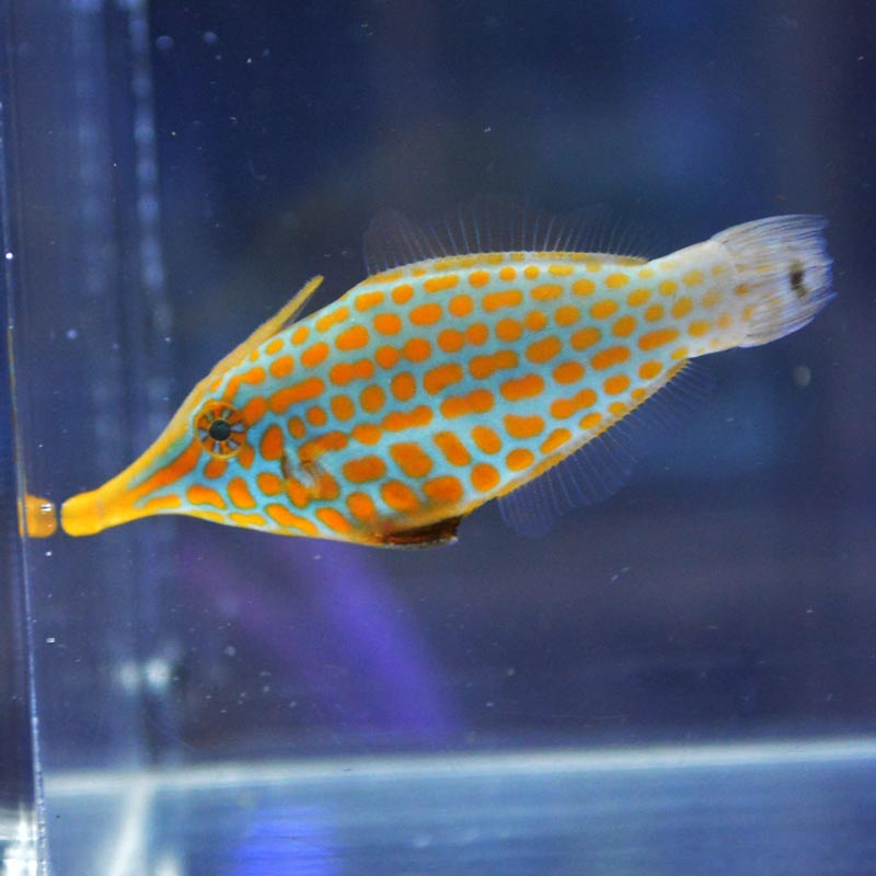 テングカワハギ【沖縄産ハンドコート】 | 海水魚図鑑（過去入荷）,海水