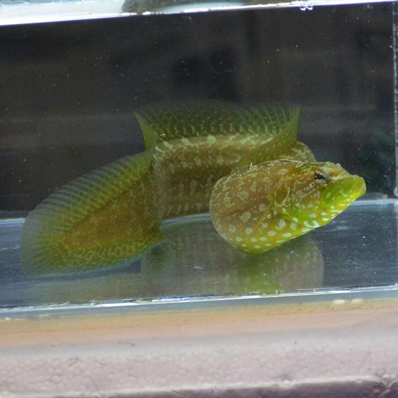 センニンガジ【マニラ産】 | 海水魚図鑑（過去入荷）,海水魚,メギス