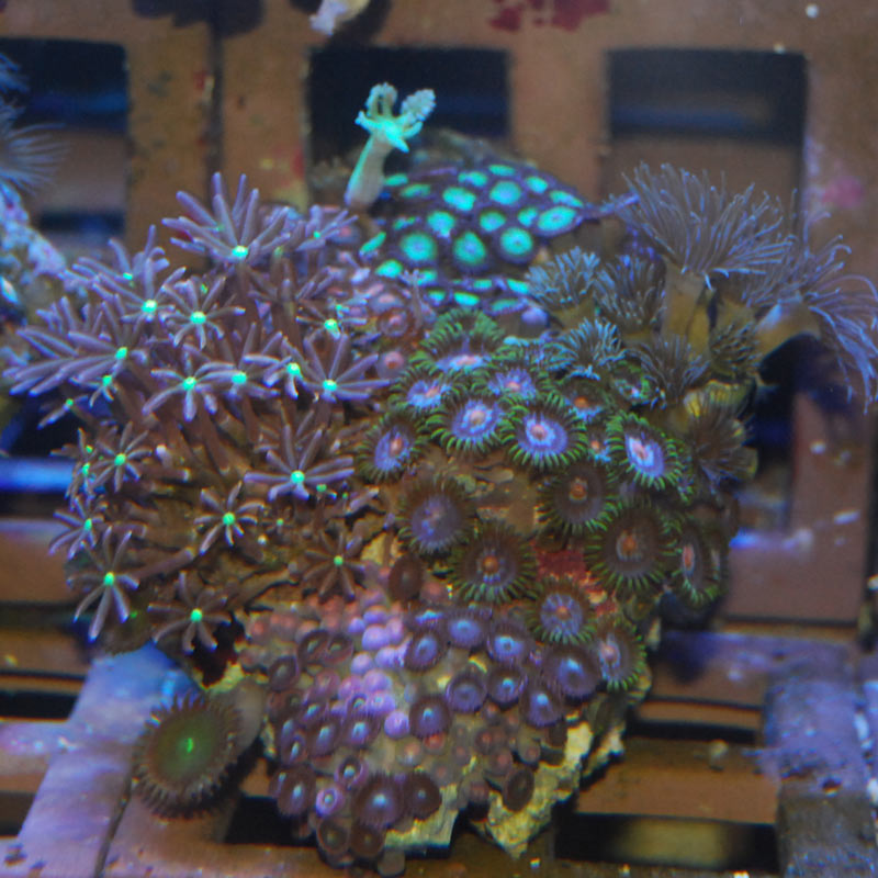 ソフトコーラル ミックス色々付き 【インドネシア産】02 | 海水魚図鑑