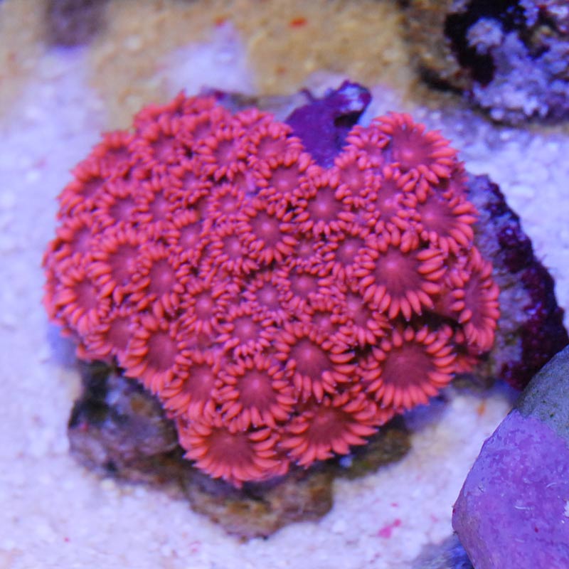 ハナガササンゴ レッド【インドネシア産】 | 海水魚図鑑（過去入荷