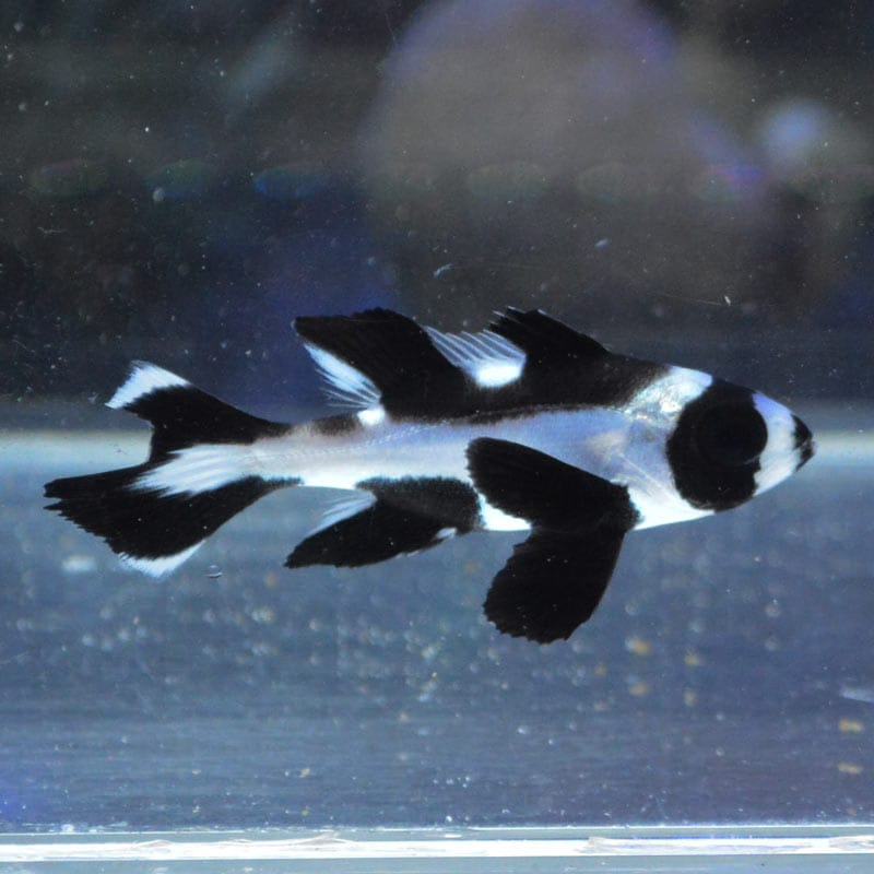 マダラタルミ 幼魚 沖縄産 海水魚図鑑 過去入荷 海水魚 その他 やどかり屋