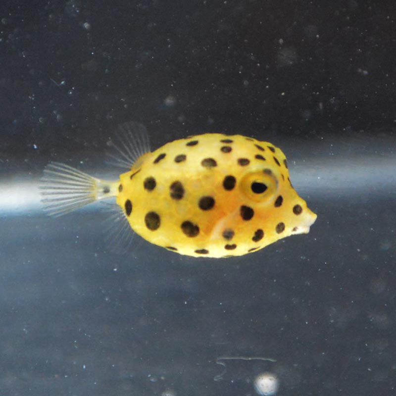 ミナミハコフグ 東アフリカ産 海水魚図鑑 過去入荷 海水魚 フグ ハコフグ やどかり屋 ミナミハコフグ 東アフリカ産 海水魚図鑑 過去入荷 海水魚 フグ ハコフグ やどかり屋