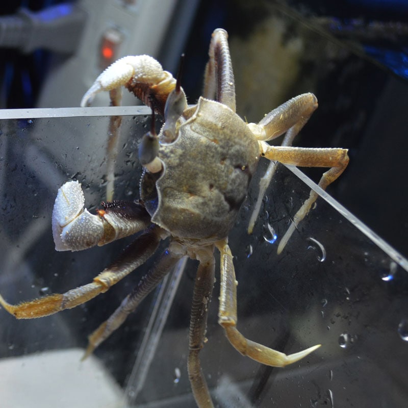 ツノメガニ 沖縄産 海水魚図鑑 過去入荷 甲殻類 やどかり屋