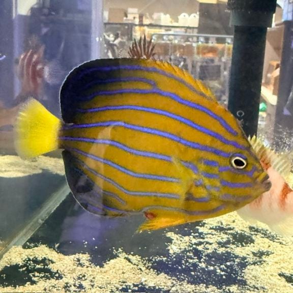 スターポリプ 【01000】ブリード | 海水魚図鑑（過去入荷）,サンゴ