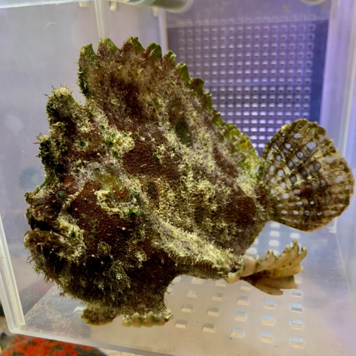 マーブルマウスドフロッグフィッシュ【フィリピン産】 | 海水魚図鑑