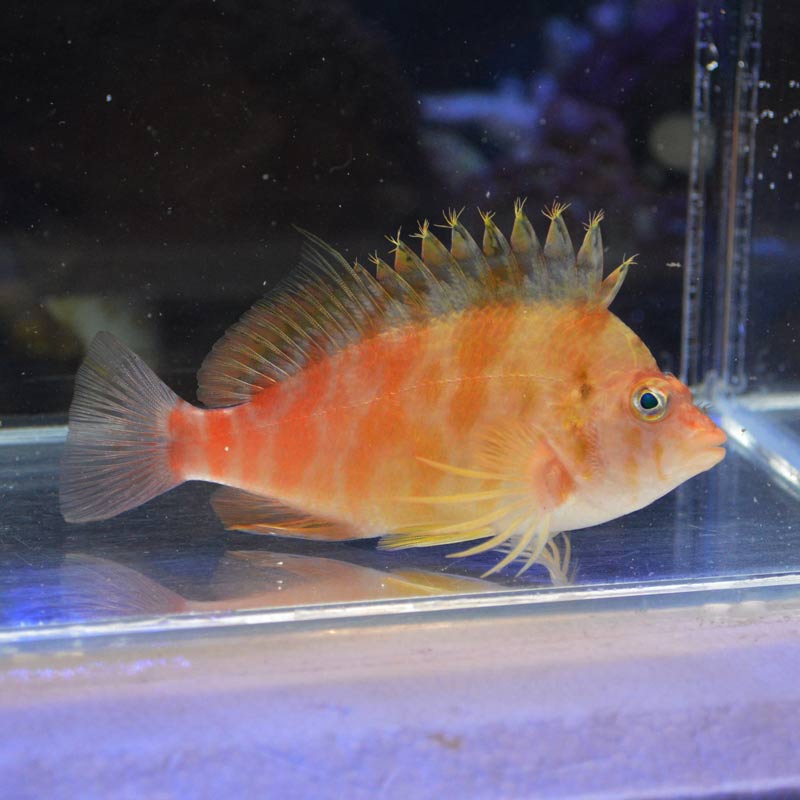  気難しいオレンジの魚 釣れた謎の魚を刺身で食べる - YouTube