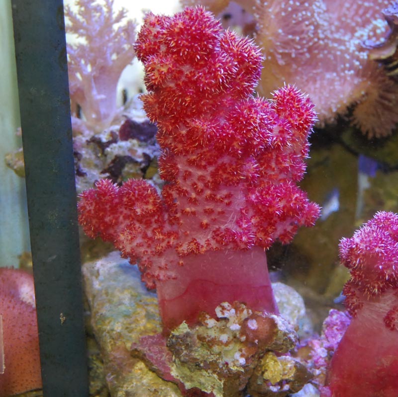 【オーストラリア産】マルハナガタサンゴ【オレンジ】 海水魚 サンゴ マルハナガタサンゴ