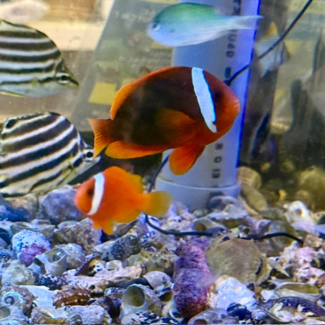エビスダイ【近海産】【和歌山県産】 | 海水魚,その他 | やどかり屋