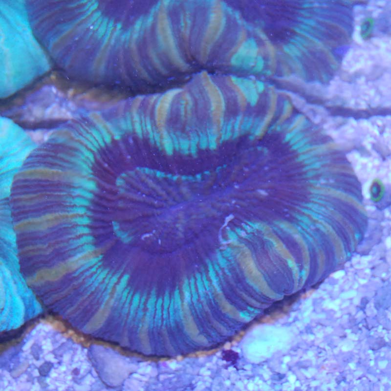 オオバナサンゴ 226 海水魚図鑑 過去入荷 サンゴ イソギンチャク ハードコーラル やどかり屋