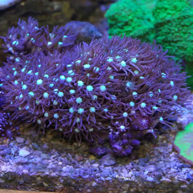 海水魚 ニモ イソギンチャク スターポリプ