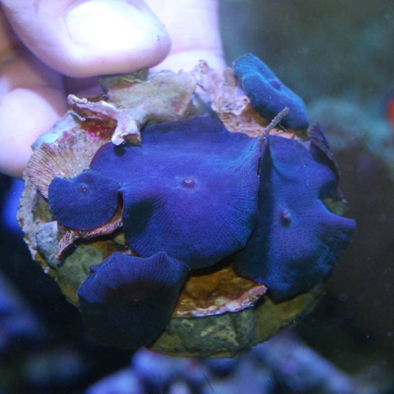 ディスクコーラル ブルーパープル【インドネシア産ブリード】 | 海水魚