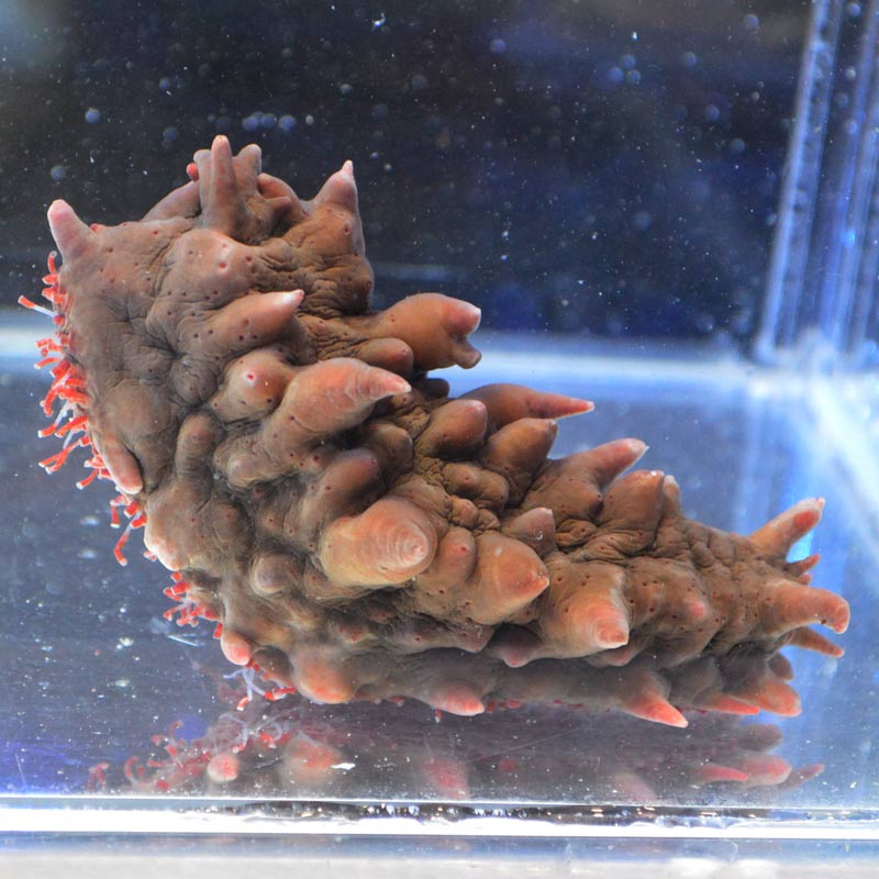 ナマコ sp.トゲトゲ【西オーストラリア産】 | 海水魚図鑑（過去入荷