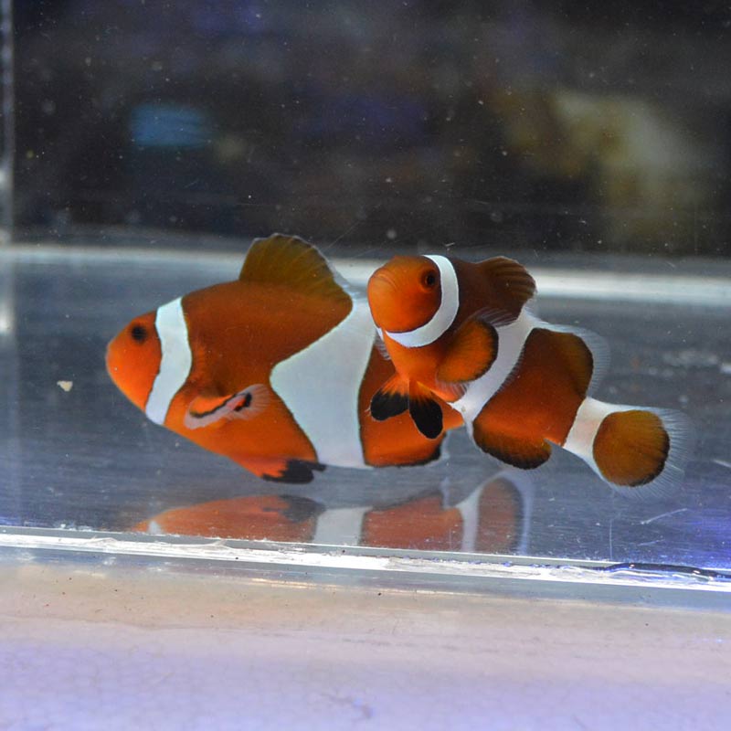 カクレクマノミ 仲良し【沖縄産】 | 海水魚図鑑（過去入荷）,海水魚