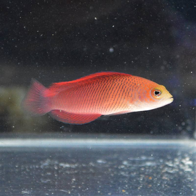 ラベンダードティーバック【ヴァヌアツ産】 | 海水魚図鑑（過去入荷