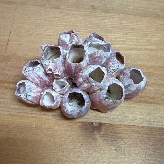 天然飾りサンゴ【002】 | オカヤドカリ飼育用品,シェルター・遊び場