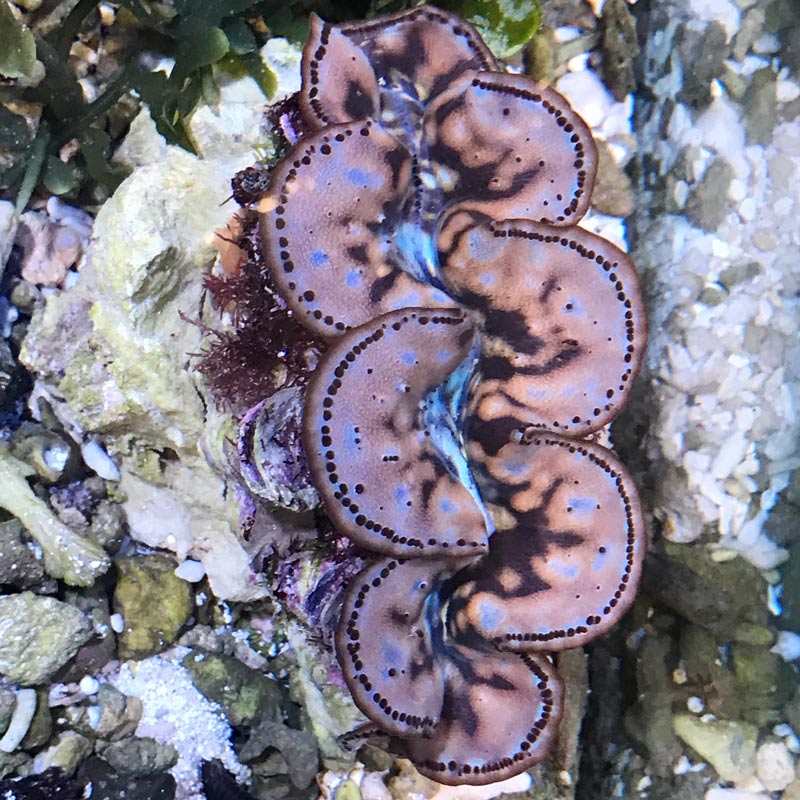 シラナミガイ 【沖縄産】岩付き | 海水魚図鑑（過去入荷）,海水魚,貝