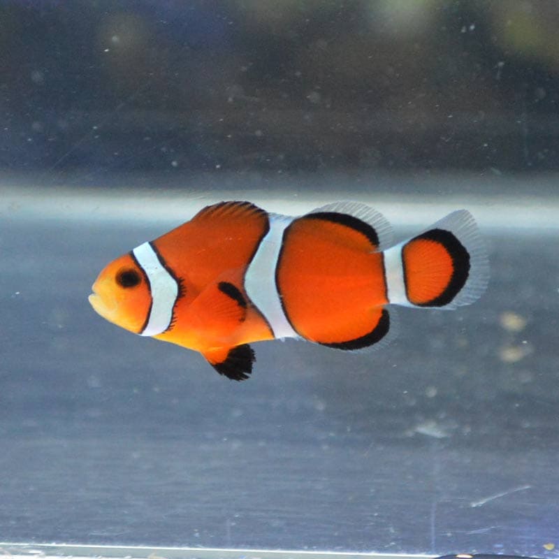 カクレクマノミ 【国産ブリード】01 | 海水魚図鑑（過去入荷）,海水魚