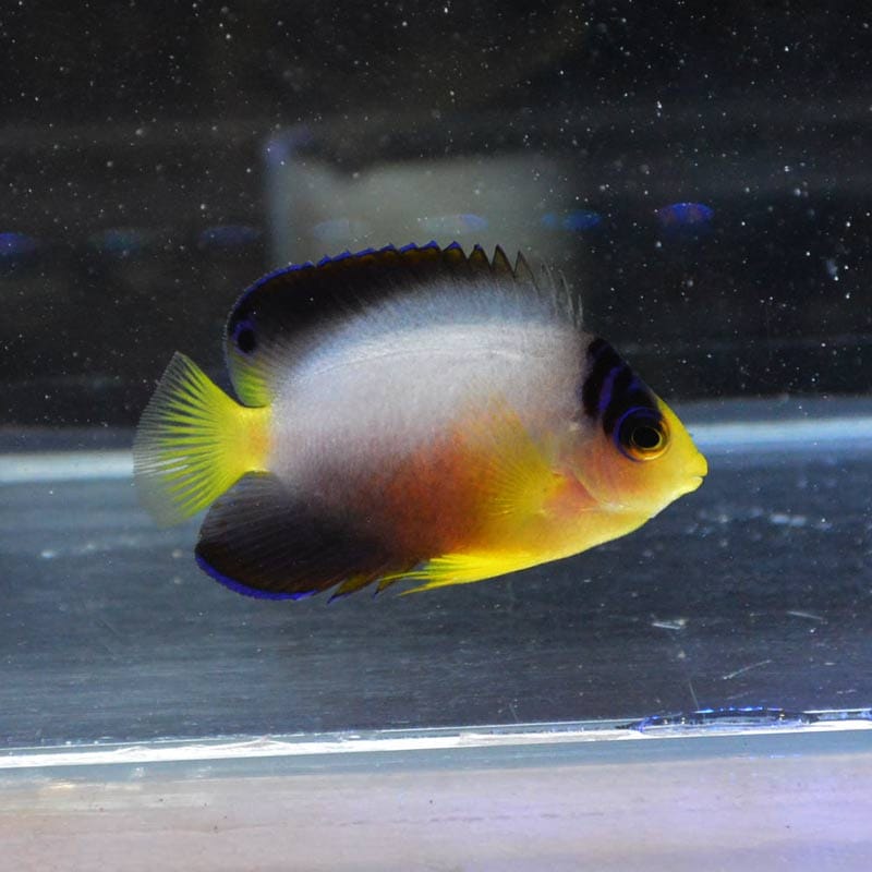 マルチカラーピグミーエンゼルフィッシュ【マーシャル産】 | 海水魚