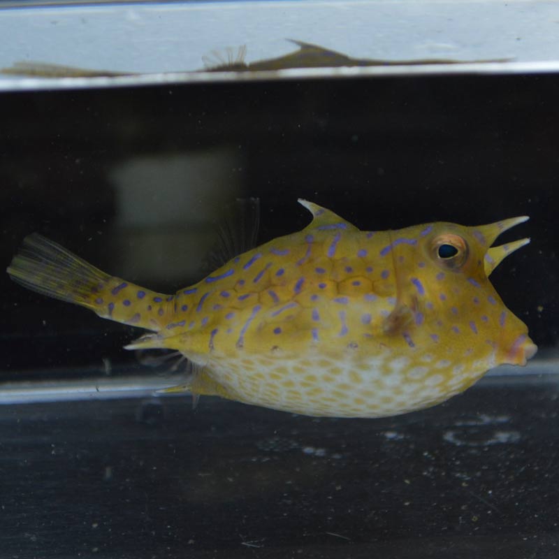 シマウミスズメ 近海産 海水魚図鑑 過去入荷 海水魚 フグ ハコフグ やどかり屋