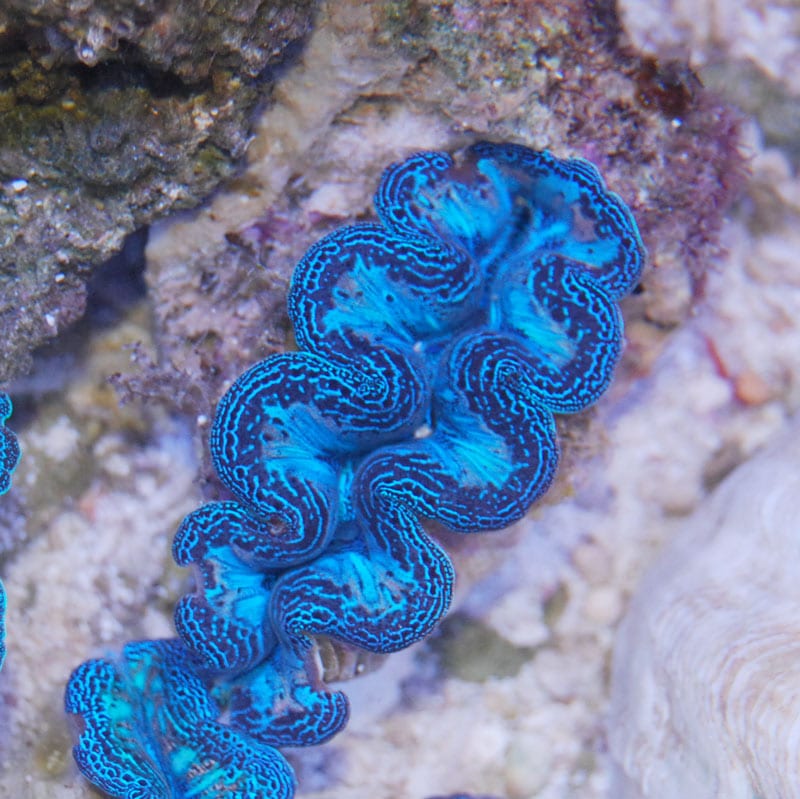 ヒメジャコガイ 【沖縄産】岩付き | 海水魚図鑑（過去入荷）,海水魚,貝