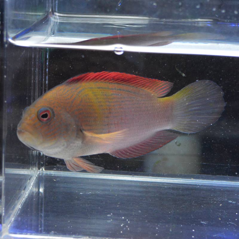 メギス 近海産 海水魚図鑑 過去入荷 海水魚 メギス やどかり屋 メギス 近海産 海水魚図鑑 過去入荷 海水魚 メギス やどかり屋