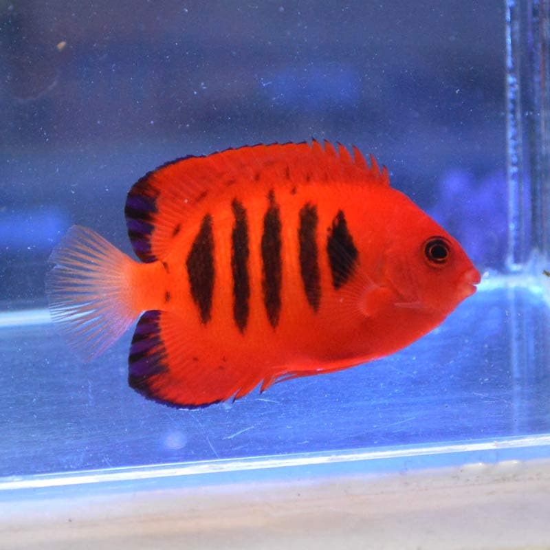 値下げ 海水魚 フレームエンゼル