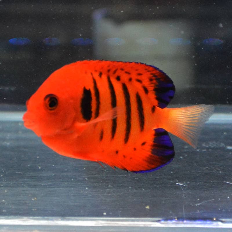 フレームエンゼル 6〜7センチ 海水魚