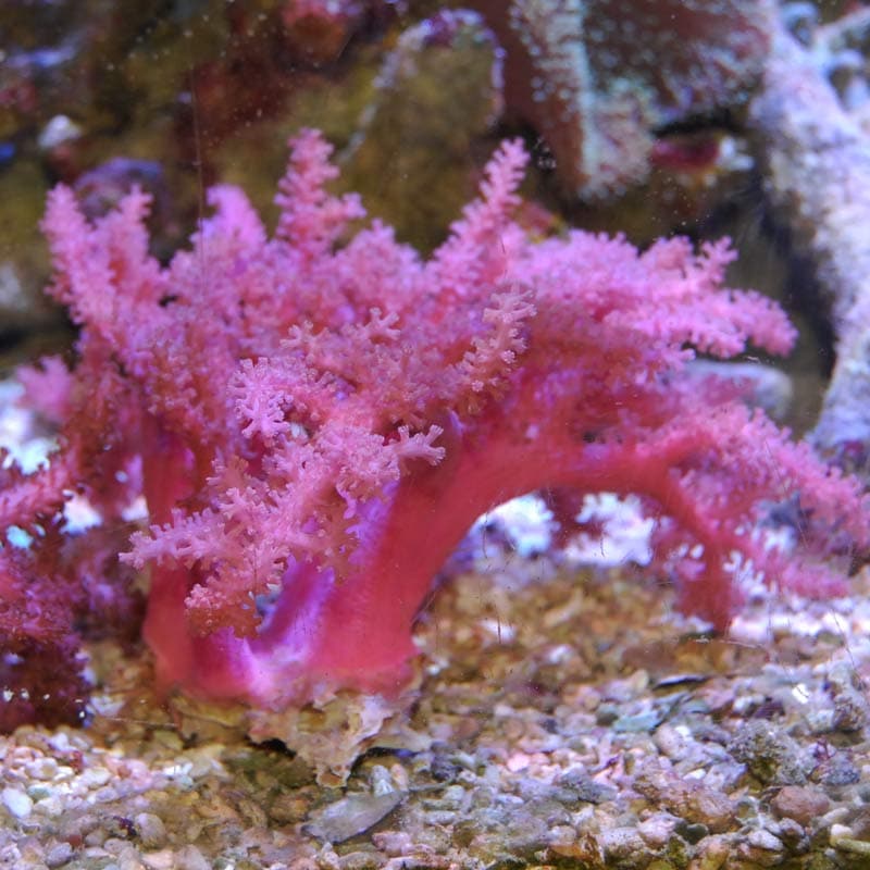 コルトコーラル ピンク【インドネシア産】右 | 海水魚図鑑（過去入荷