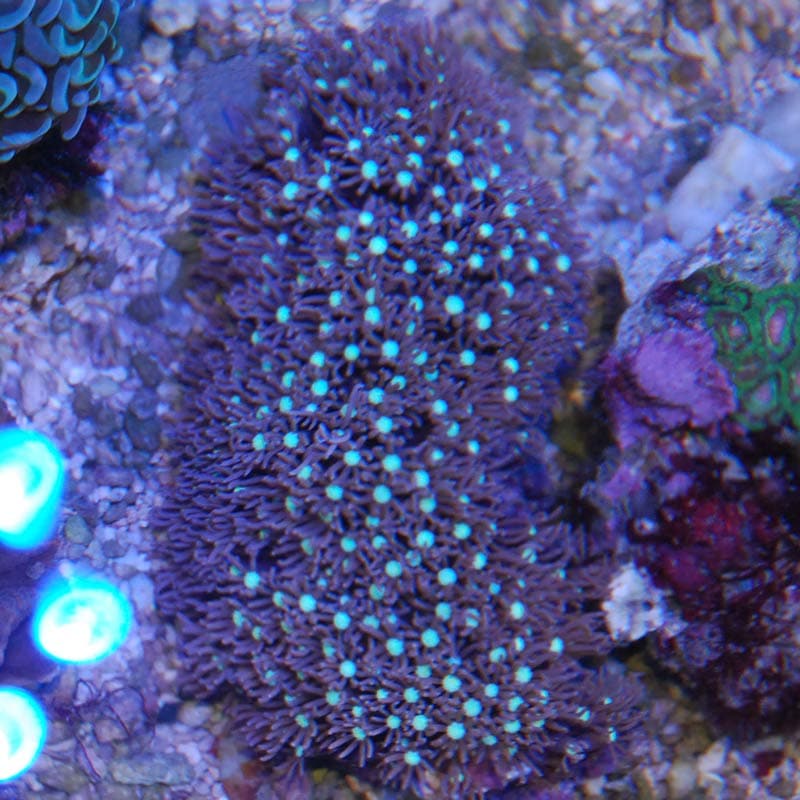 スターポリプ【279】 | 海水魚図鑑（過去入荷）,サンゴ