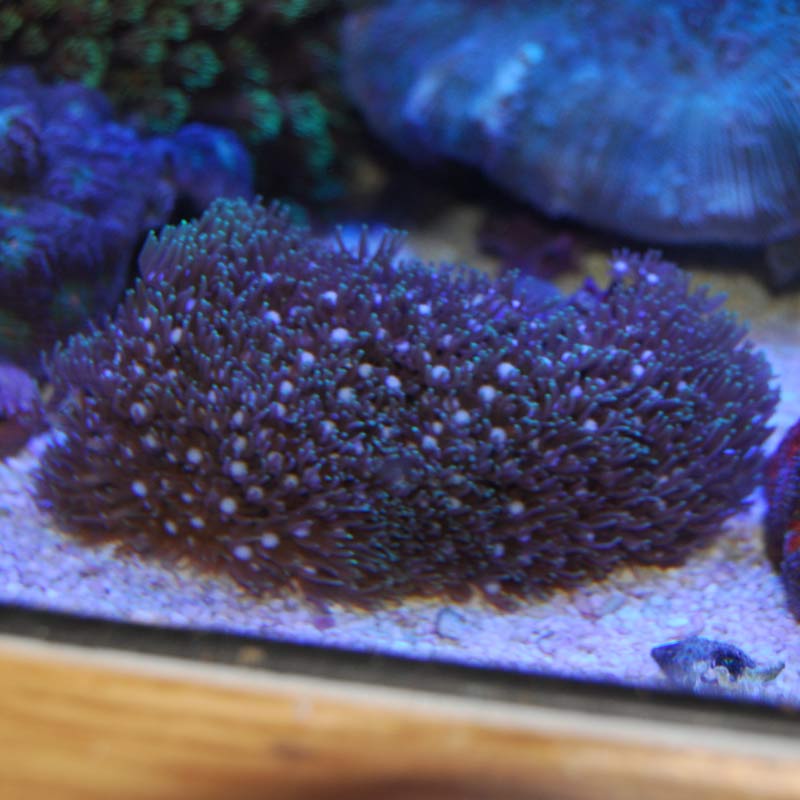 スターポリプ 031 海水魚図鑑 過去入荷 サンゴ イソギンチャク ソフトコーラル やどかり屋