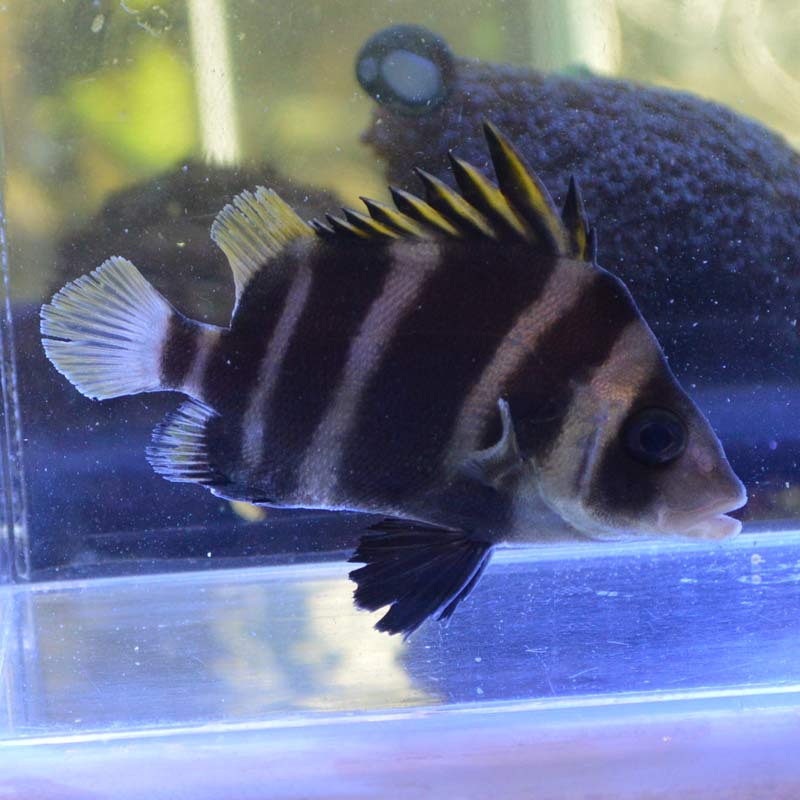 セトダイ（タモリ）【近海産】 | 海水魚図鑑（過去入荷）,海水魚