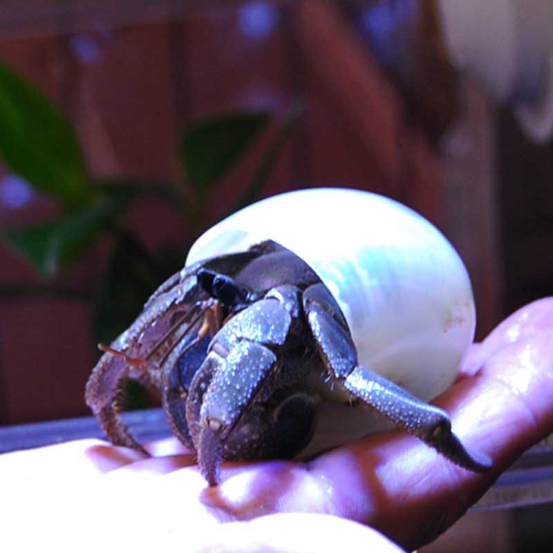 ミヒカリコウロギ | すべての商品 | やどかり屋