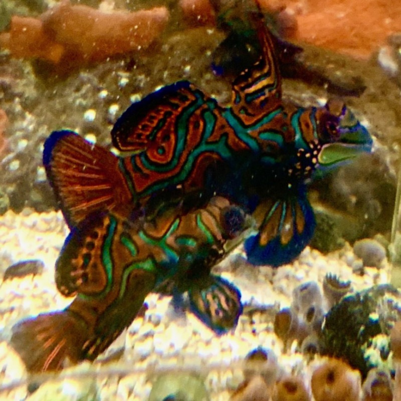 ニシキテグリ マンダリンフィッシュ ペア 海水魚 その他 やどかり屋 ニシキテグリ マンダリンフィッシュ ペア 海水魚 その他 やどかり屋