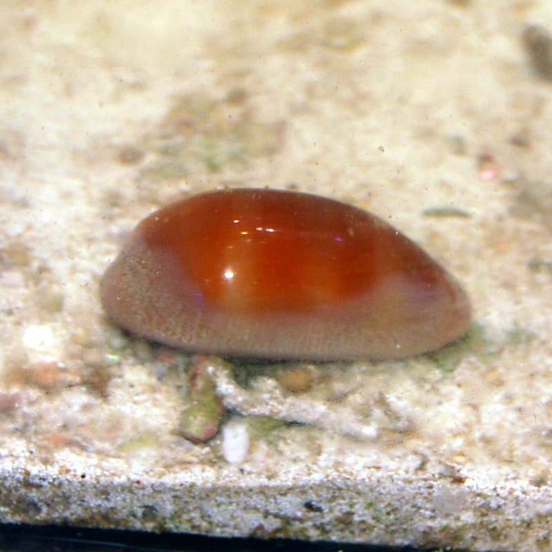 クチムラサキダカラガイ【沖縄産】 | 海水魚図鑑（過去入荷）,海水魚