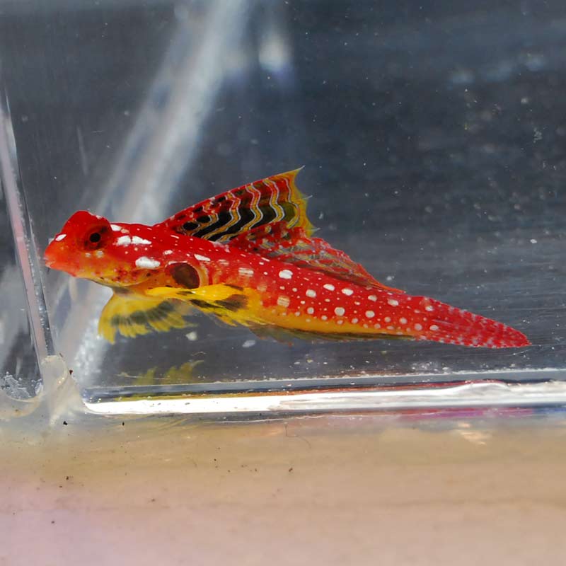 ミヤケテグリsp.（ルビードラゴネット）【セブ産】 | 海水魚図鑑（過去