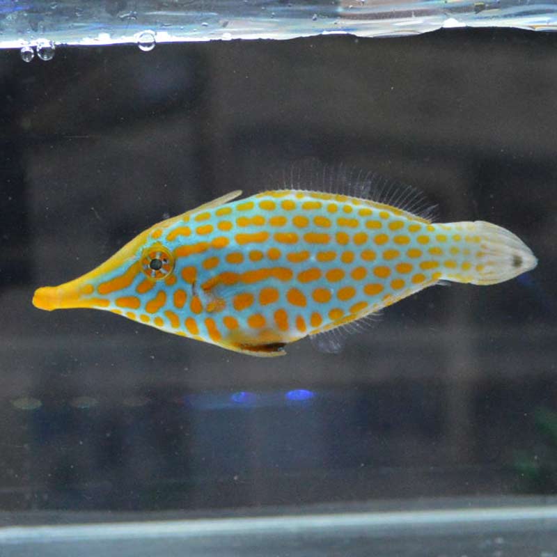 テングカワハギ フィリピン産 海水魚図鑑 過去入荷 海水魚 カワハギ モンガラカワハギ やどかり屋