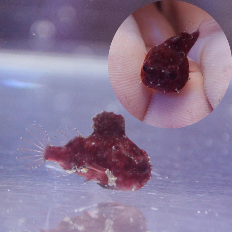 ダンゴウオ【近海産】 | 海水魚図鑑（過去入荷）,海水魚,その他